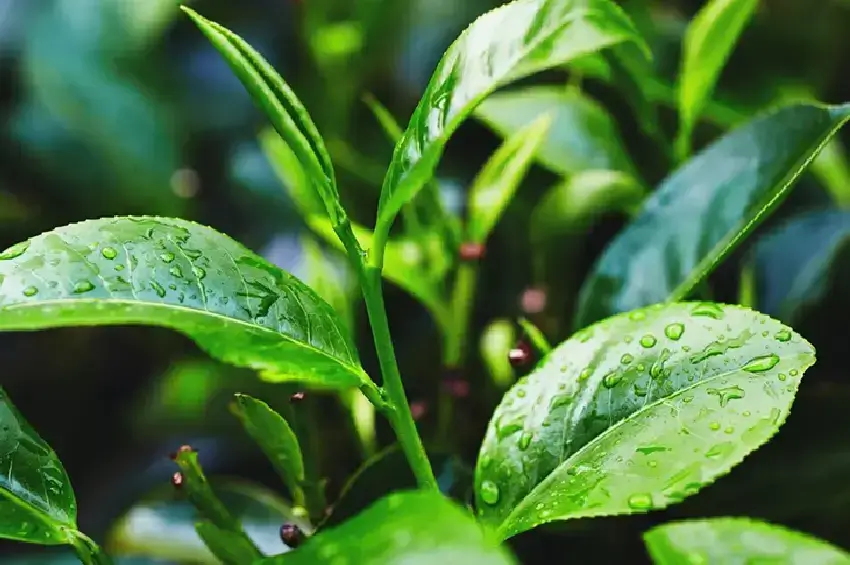 روغن درخت چای با خواص فراوان از کمک به درمان جوش صورت تا رفع عفونت‌های قارچی!